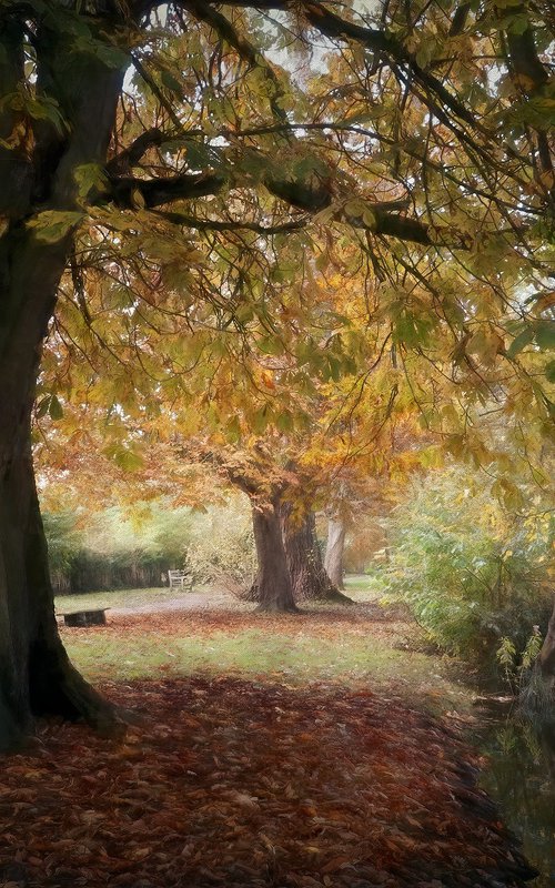 Autumn Walk by Martin  Fry