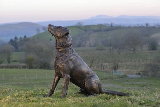 "Barney" Sitting Labrador BR