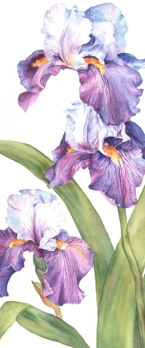 Whisper of Irises by Maryna Boiko