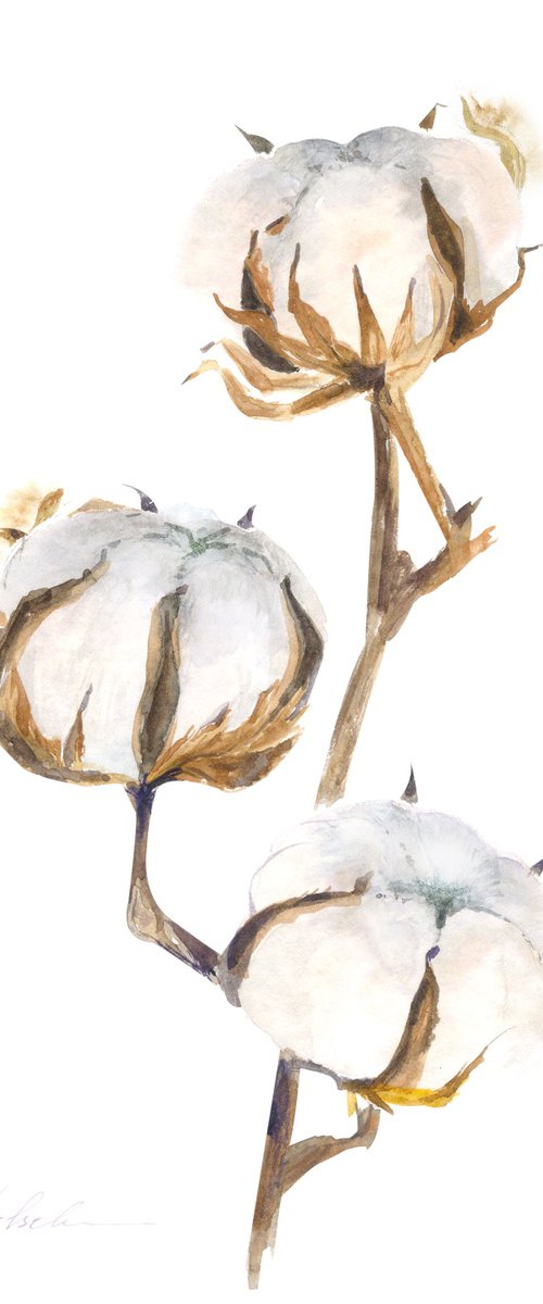 Cotton Branch Watercolor by Olga Koelsch