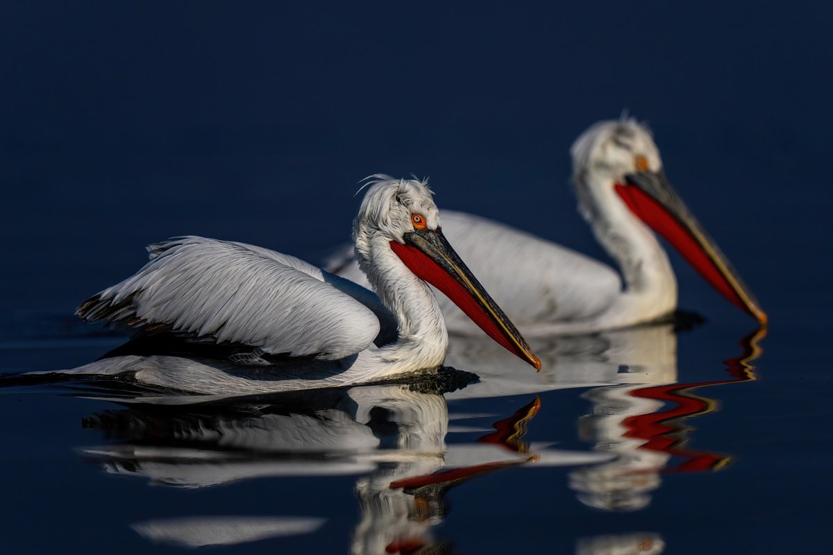 Photorealistic Animal Photograph By Nick Dale, 53 X 38", Side-By-Side, Original Artwork