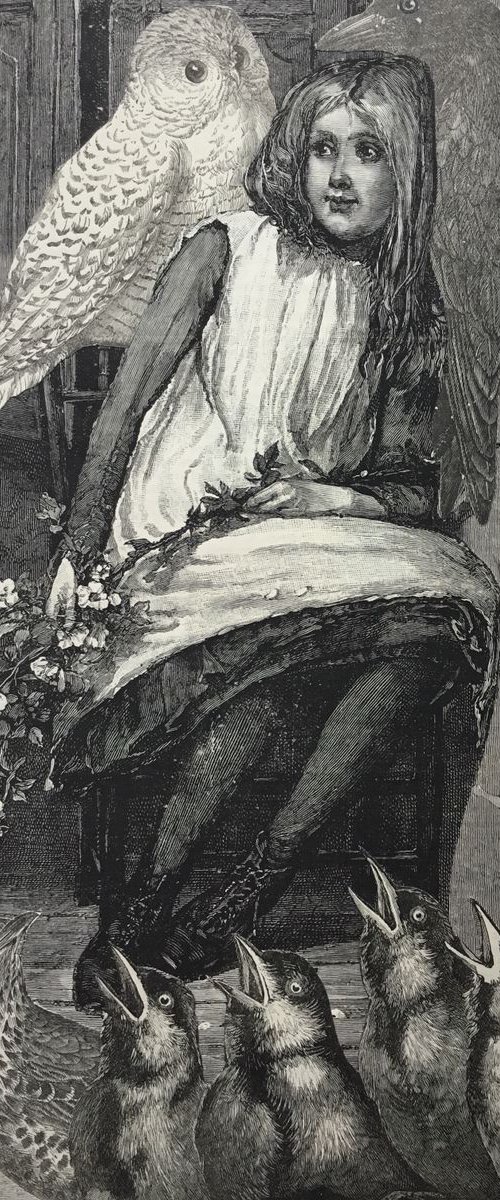The White Owl by Tudor Evans