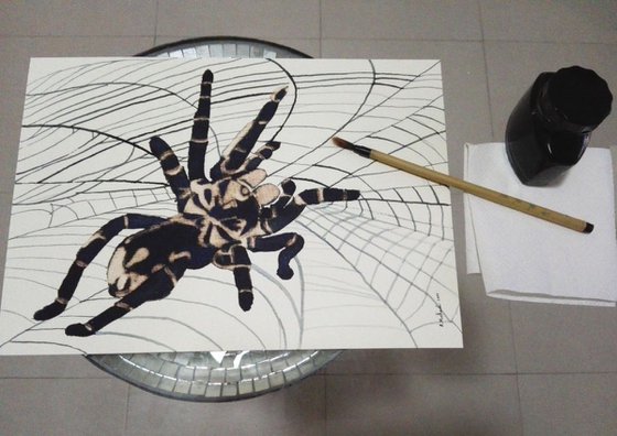 Spider I Animal Drawing