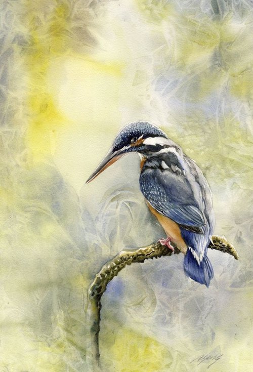 kingfisher by Alfred  Ng