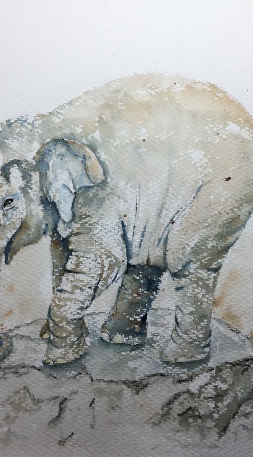 Baby elephant by Sabrina’s Art