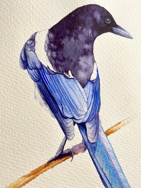 Watercolour bird magpie sitting on a branch in the rays of the sun 2