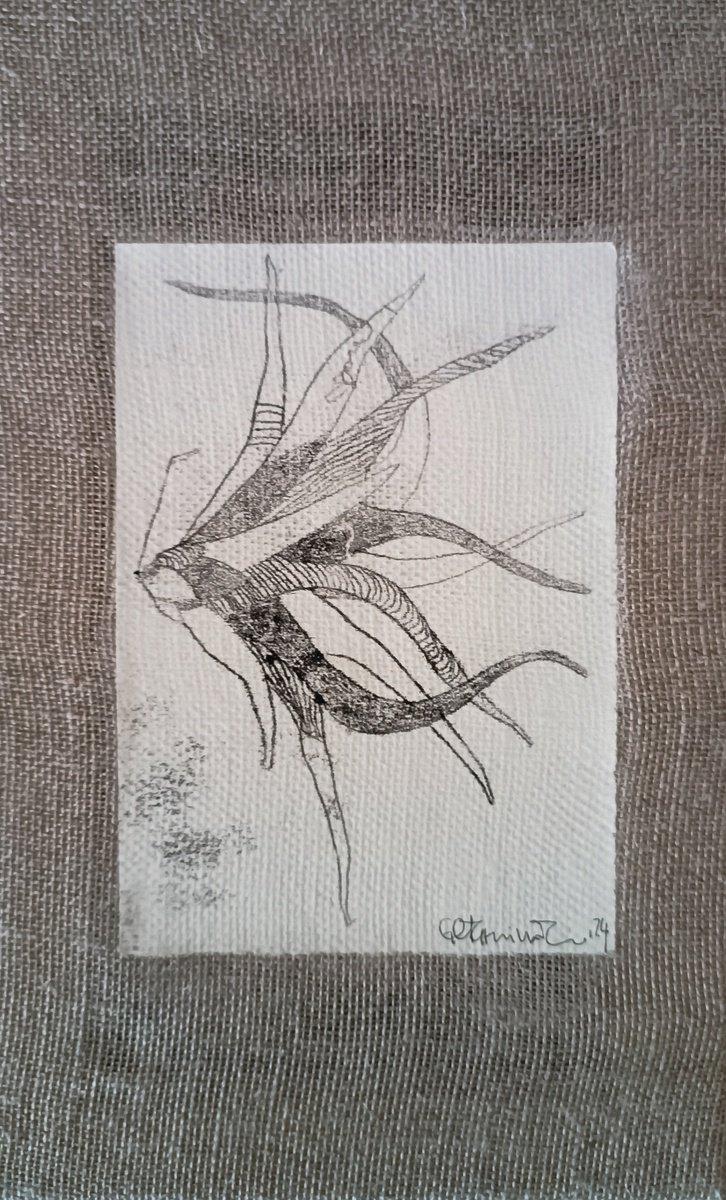 Organic Botanical Limited Edition Print By Isabellangela Germinario, 6 X 9, Pianta Aerea 3.0, Original Artwork