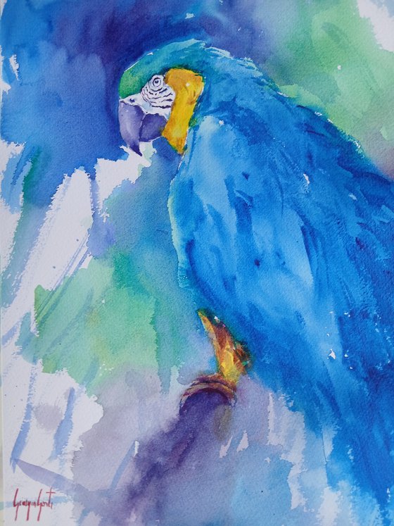 parrot 17