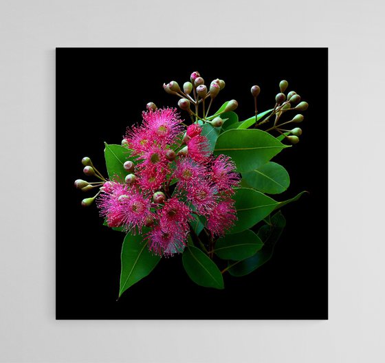 Swamp Bloodwood Blossoms