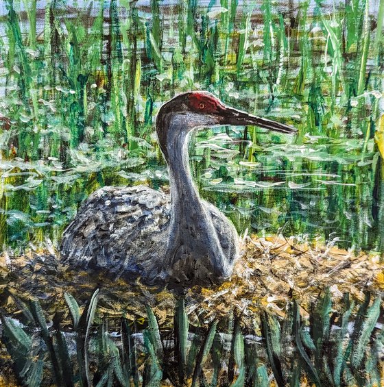 Sandhill Crane Sitting On Nest