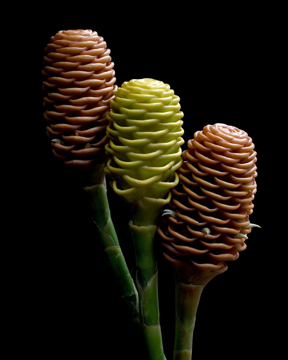 Photorealistic Photograph , Beehive Ginger By Nadia Culph, 24 X 30, Artwork For Sale On Artfinder
