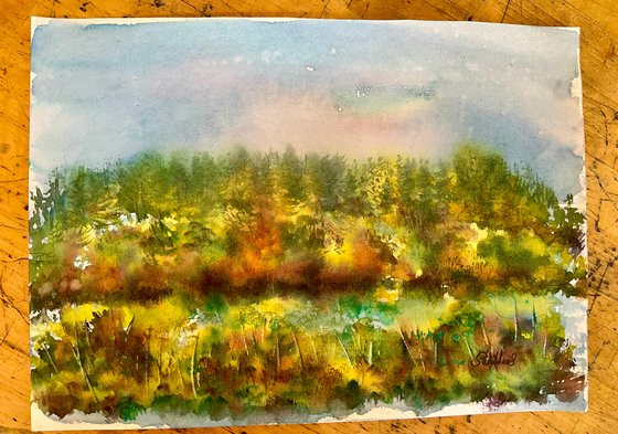 Wild broom valley, Exmoor