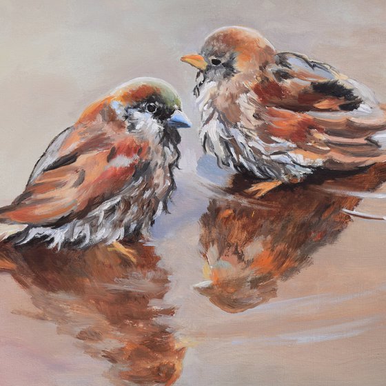 Sparrow bird couple in a puddle