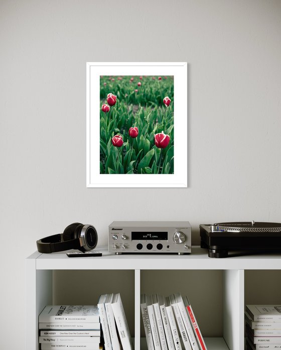 RED TULIPS