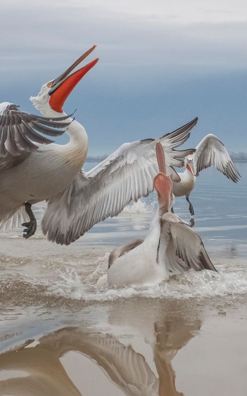 Photography | Birds | Pelicanus crispus by Boris Belchev
