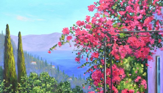 Climbing Bougainvillea