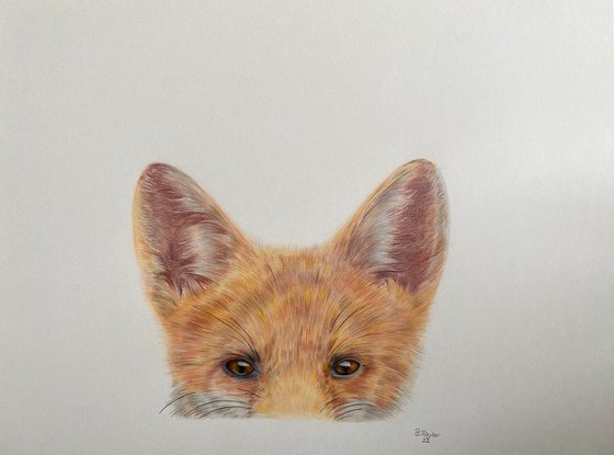 The shy fox