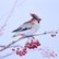 Waxwing by Elena Sanina