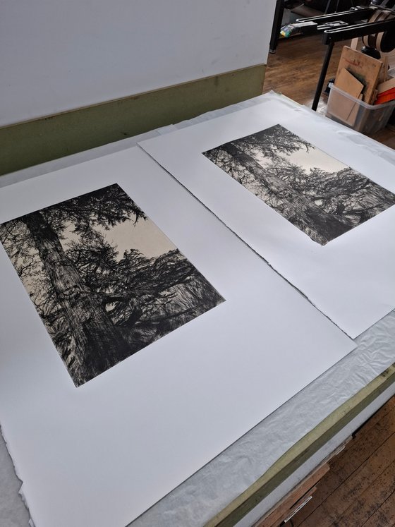 Greville Smyth Cedar