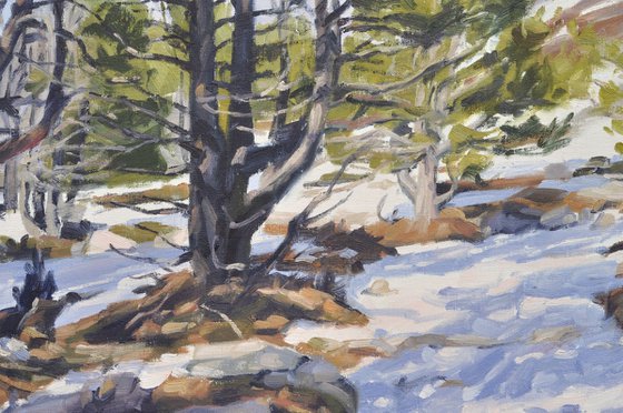 Pines on Snowy Mount Mézenc