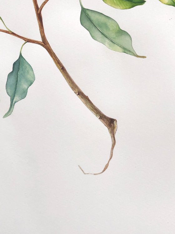 A large branch of Benjamin's ficus. Original watercolour work.