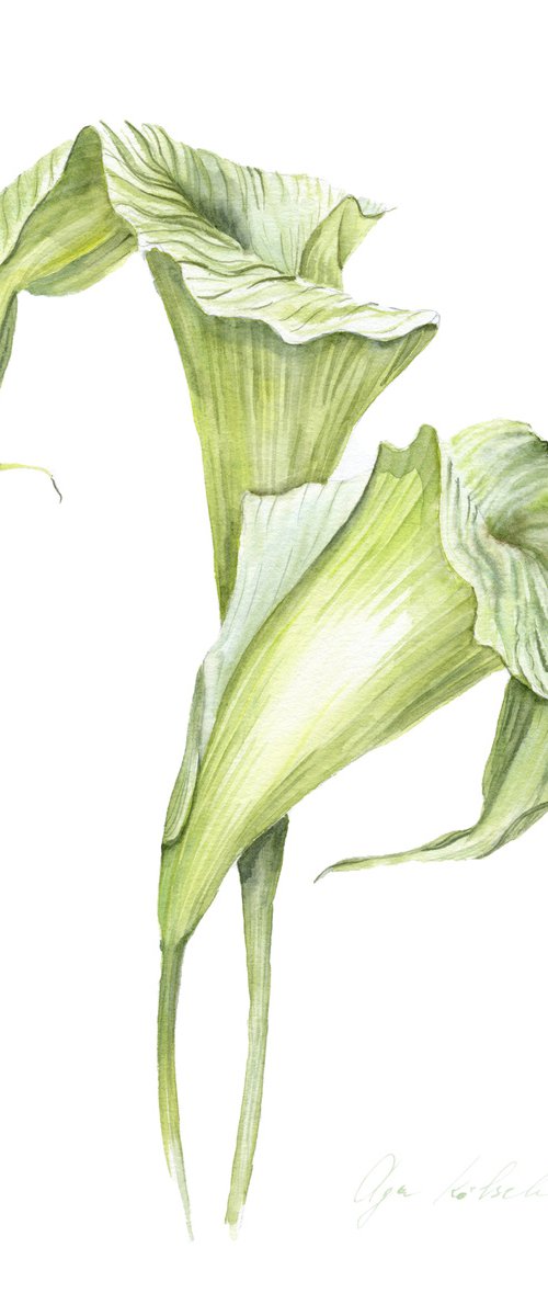 Green callas by Olga Koelsch