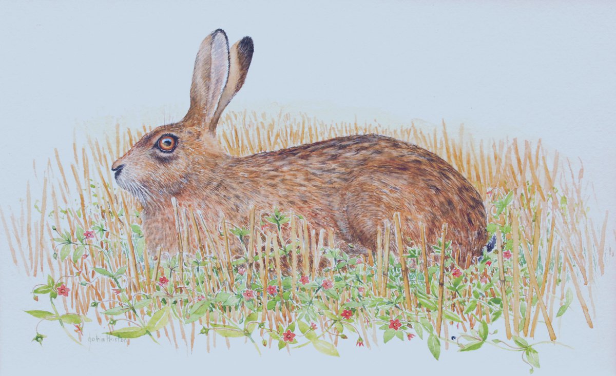 Brown hare and scarlet pimpernel by John Horton
