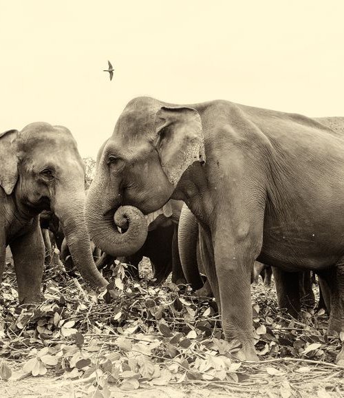 SRI LANKAN ELEPHANTS. by Andrew Lever