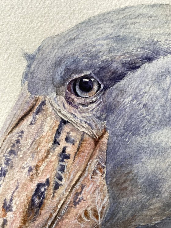 Shoebill bird portrait on white background