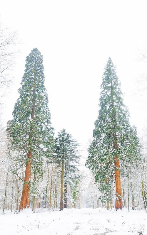 SNOW TREES 2. by Andrew Lever