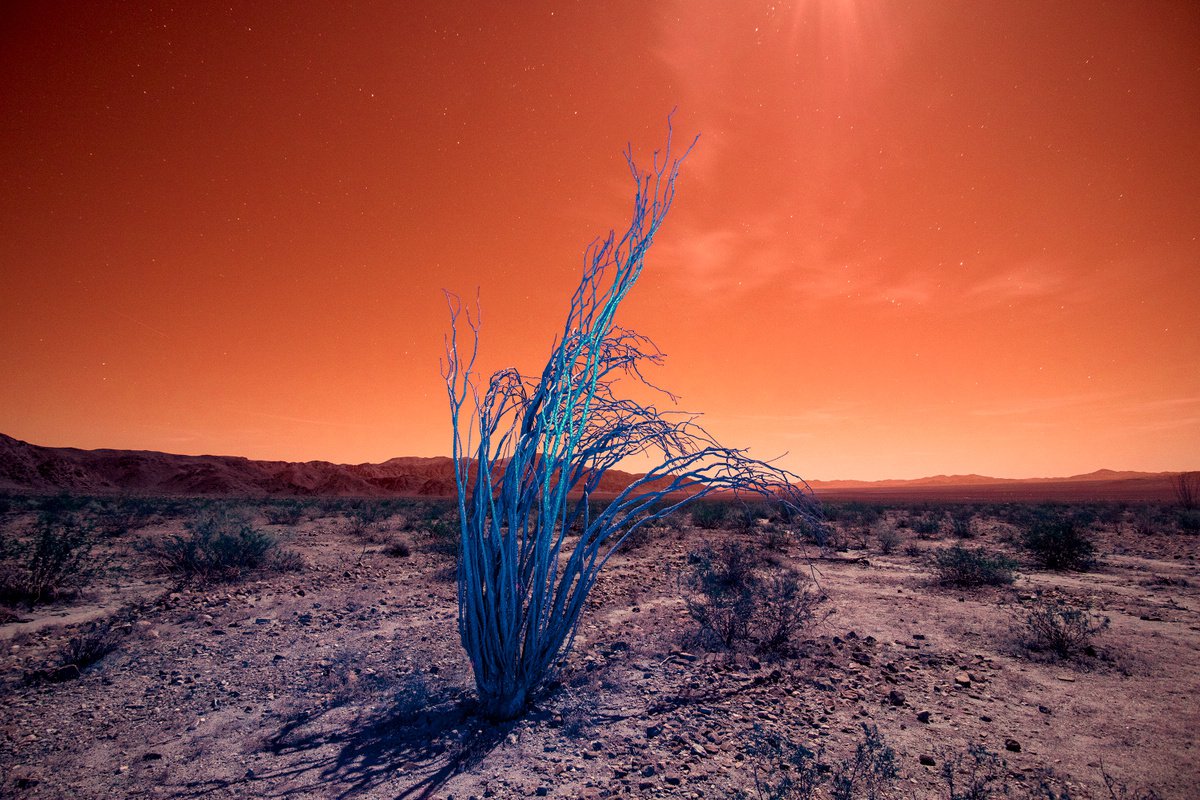 Ocotillos under a full moon by Mark Hannah
