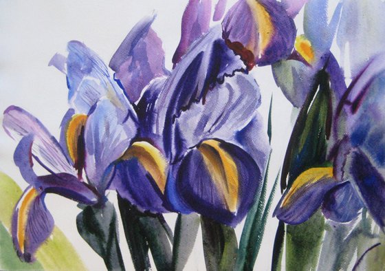 irises1