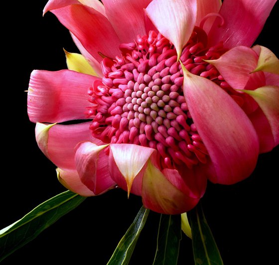 Pink Waratah - Shady Lady