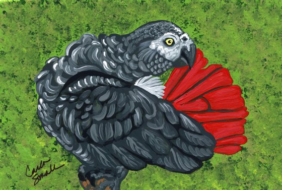 Original Miniature Painting African Grey Parrot Bird Pet Art-Carla Smale