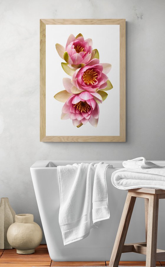 Blush Pink Water Lilies