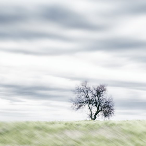 Lone Tree in the Tuscan Countryside