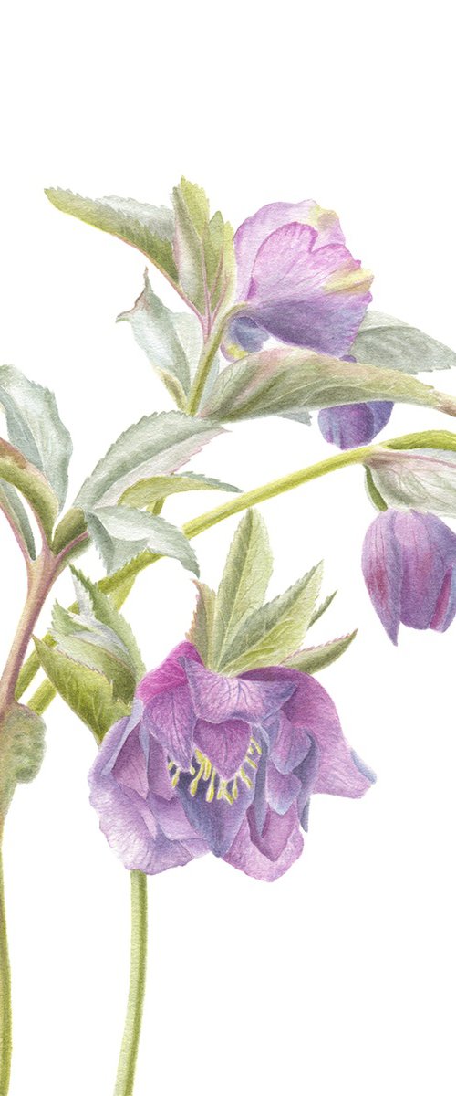 Winter Rose, Hellebore by Maryna Vozniuk