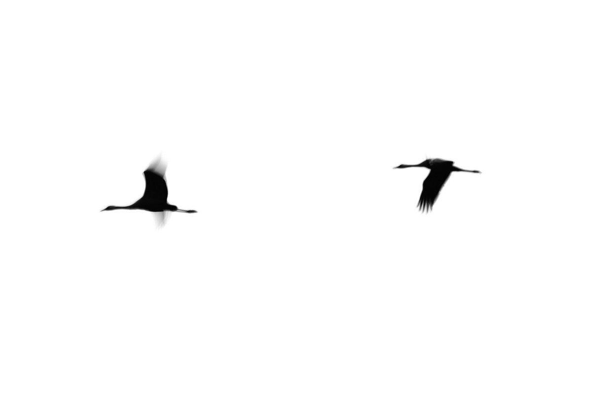 Photorealistic Photograph , Crane(S) Ii By Tal Paz-Fridman, 40 X 28, Artwork For Sale On Artfinder