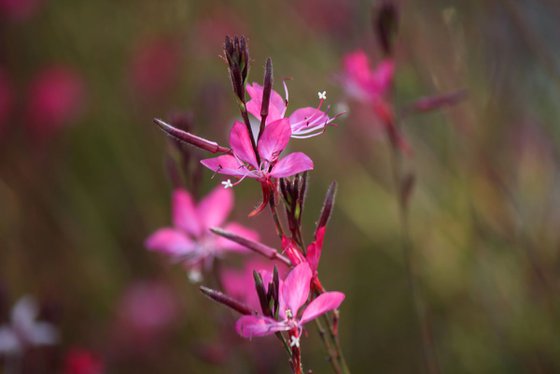 Light in flowers