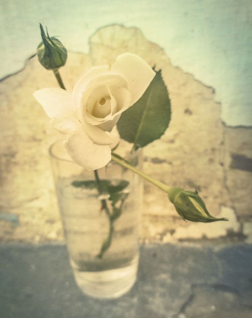 White Rose by Julia Gogol