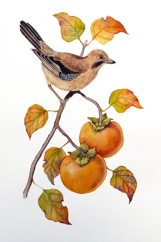 Jay on a Persimmon Branch