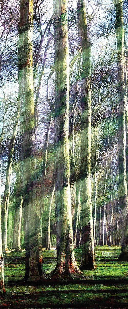 Bosque by Javier Diaz