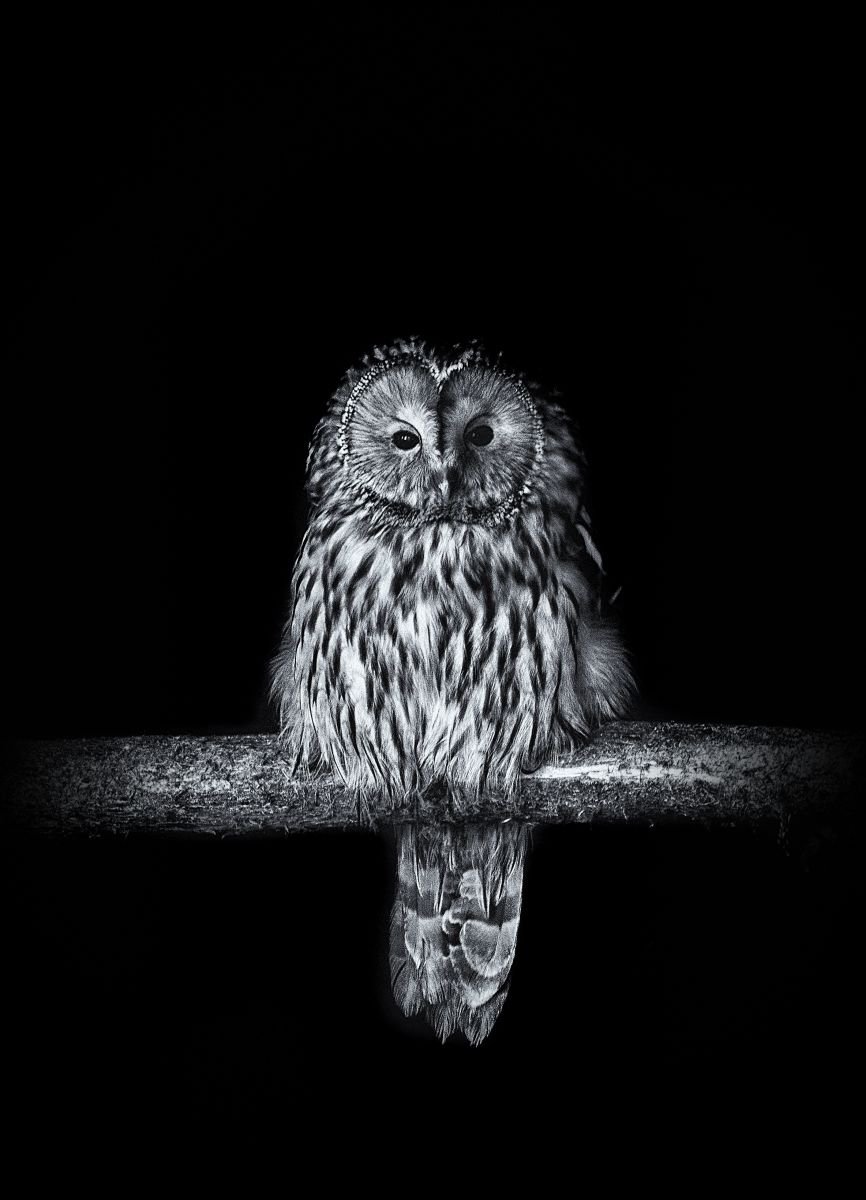Ural Owl by Paul Nash