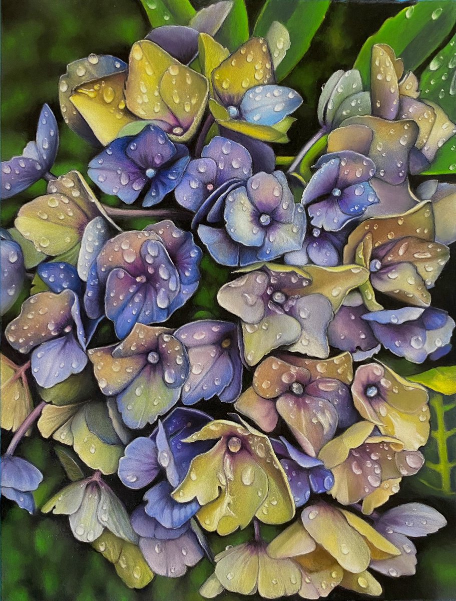 Hydrangea Dew by Debra Spence