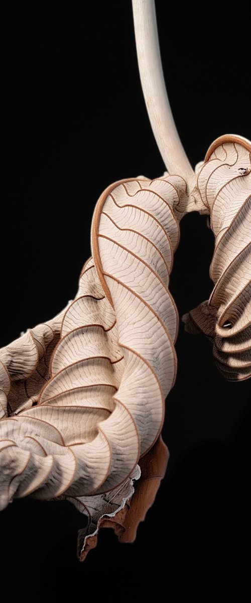 Eternal Spiral - The Art of a Dried Leaf by Chotipah