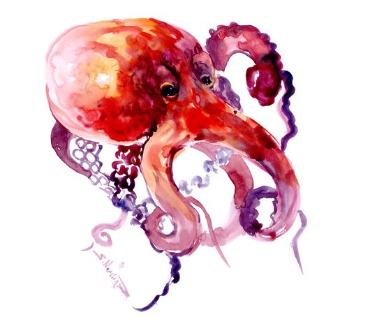 Octopus