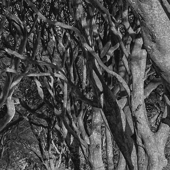 Dark Hedges in Northern Ireland