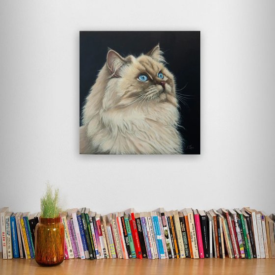 Gaze Into the Infinite — Siamese Cat Portrait
