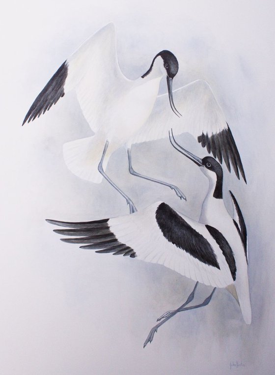 Sparring Avocets