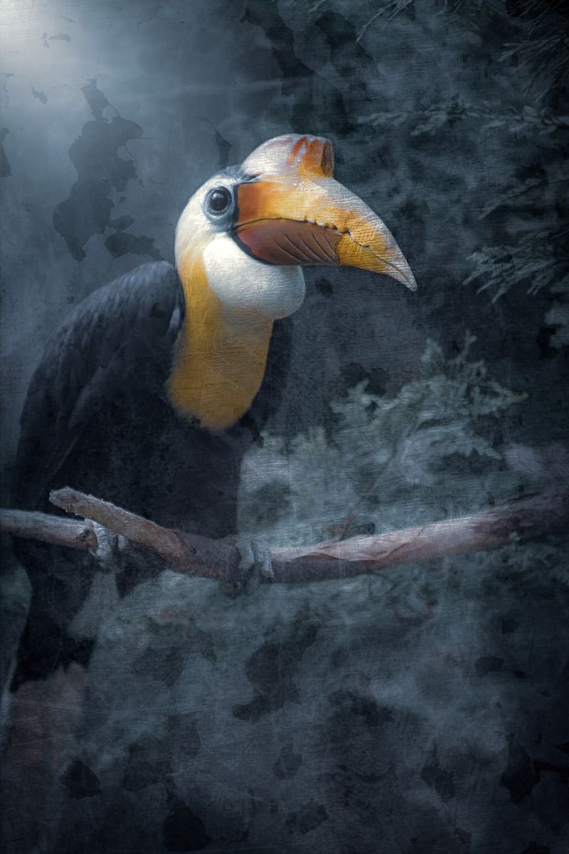 Impressionistic Animal Photograph By Paul Nash, 16 X 24", Hornbill Sat In The Trees, Original Artwork